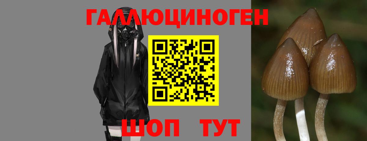 Псилоцибиновые грибы мицелий  Вход с VPN  Славгород 